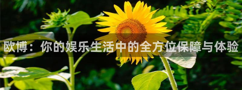 蓝图娱乐app下载：欧博：你的娱乐生活中的全方位保障与体验