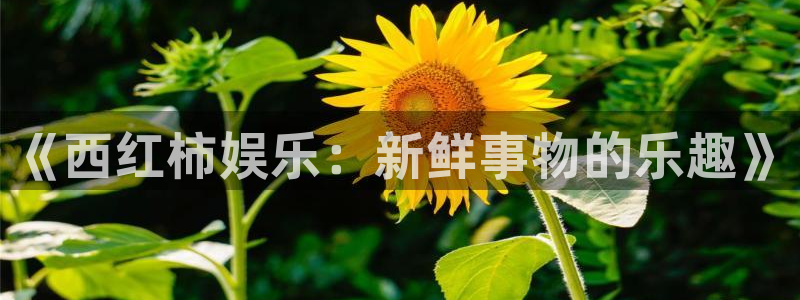 壹号大舞台有梦你就来